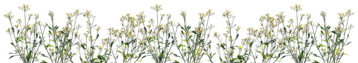Set of Ixeris polycephala (commonly known as Many-Flowered Ixeris) isolated png on a transparent background perfectly cutout high resolution