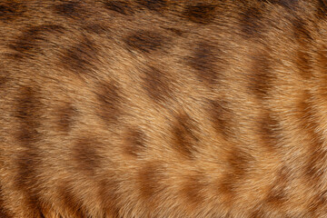 Full frame macro shot of coat from aSavannah cat shwoing spots and pattern.