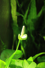 Aquarium underwater garden with hardy Anubias barteri var. nana Dwarf Anubias blooming along with...