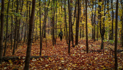Naklejka premium A lone hiker walks along a leafy trail surrounded by vibrant autumn foliage in the Bükk Mountains, heading towards Köpüs-kő.