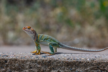 Male eastern collared lizard from Chimney Rock National Monument Colorado 