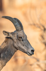 Female bighorn sheep from Colorado National Monument 