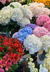 White, pink and blue hydrangea in the flower shop. Close-up. Funchal. Madeira. Portugal.