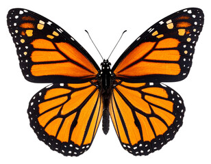 Fototapeta premium Top-Down View of Monarch Butterfly with Wings Spread