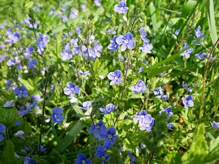 blue wild flowers