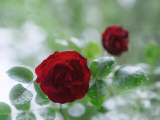 Farbenexplosion in der Natur, einzelne dunkelrote Rose blüht im Schatten prächtig natürlich