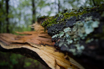 moss on tree trunk
