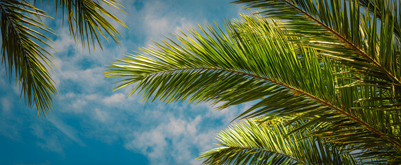 Palm Sunday concept: green palm tree leaves on natural sky