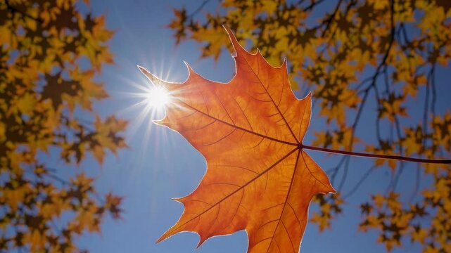 Vibrant orange maple leaf partially obscuring bright sunlight, casting golden hues across blurred autumn landscape with yellow foliage and branches