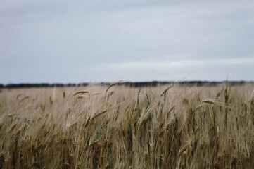 reeds in the wind