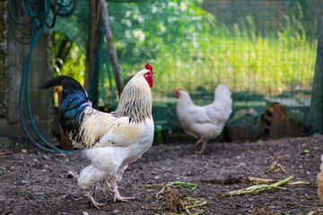 Close-Up of a Rooster in a Farmyard Setting