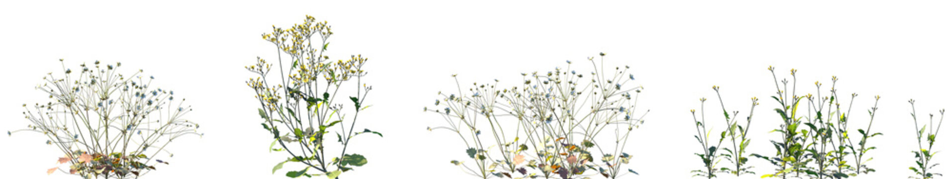 Set of Androsace umbellata and Ixeris polycephala isolated png on a transparent background perfectly cutout high resolution