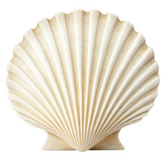 Detailed close up of a textured cream colored scallop shell isolated on transparent background