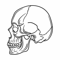 Human skull illustration side view in line art style, for medical education