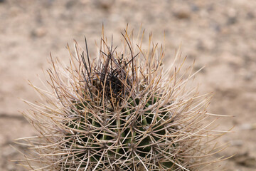 Neuquén, Patagonia, Argentina - 11 de mayo de 2025 - Cactus Echinopsis leucantha, in the arid soil 
