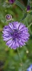 Kornblume violett