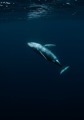 Fototapeta premium Whale Seen from Below in Open Deep Sea