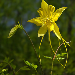 A Moody Setting with a Bright Yellow Columbine Flower Bloom