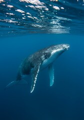 Fototapeta premium Whale Silhouette Emerging Through Blue Haze