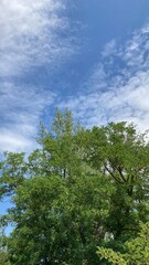 sky and trees
