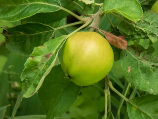 Bright green unripe apple growing on a tree branch surrounded by lush green leaves in an orchard