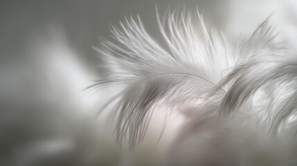 Obraz premium Gentle feather background for soft and elegant design projects
