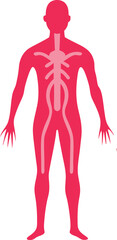 Human anatomy vector art illustration