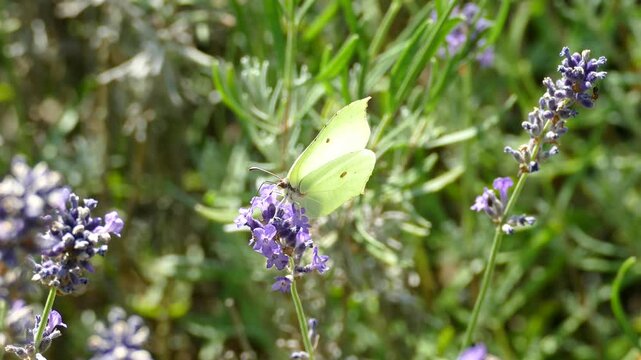 Common brimstone butterfly (Gonepteryx rhamni) moving around on lavender in Zurich, Switzerland