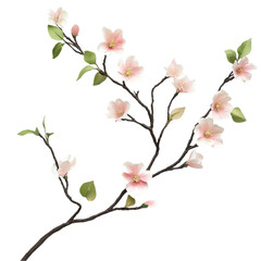 pink cherry blossom isolated On White Background