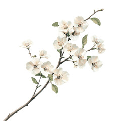 pink cherry blossom isolated On White Background