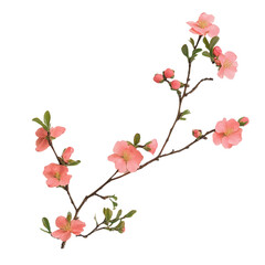 pink cherry blossom isolated On White Background