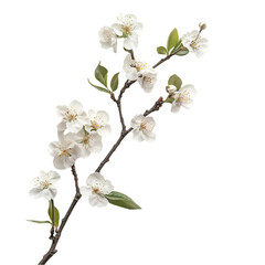 pink cherry blossom isolated On White Background