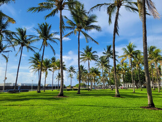 Fototapeta premium Palm Beach