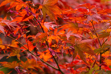 Beautiful red maple leaves in sunlight	