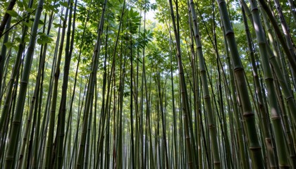 Majestic Bamboo Forest Reaching Toward Sunlight Under a Clear Blue Sky