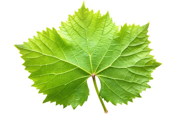 Green maple leaf, isolated on white, showcasing fresh summer foliage on a transparent background