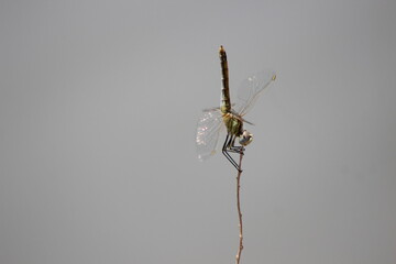 Common Green Darner Close Up