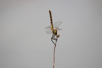 Common Green Darner Close Up