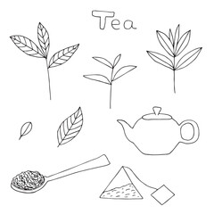 Tea set leaves and teapot, hand drawing, vector illustration