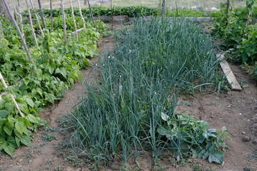 A garden where green onions are grown organically using ecological methods
