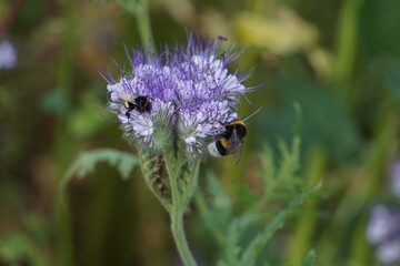Phacelia in full bloom with busy bumblebees working on the flowers. Insects collecting nectar...