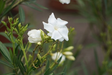 White oleander flowers in full bloom set against other oleander plants. Vibrant color and delicate petal texture create a striking composition.