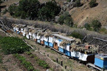 Beehives used for honey production in a village in the Zara district of Sivas province, Turkey