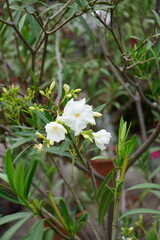 Biały oleander (White Oleander) z kwiatami w pełnym rozkwicie na tle innych oleandrów. Intensywny kolor i delikatna struktura płatków tworzą efektowną kompozycję.