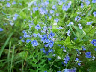 blue wild flowers