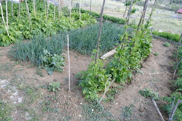A garden where green onions, tomatoes and mint are grown organically using ecological methods
