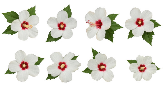 Stunning Collection of Vibrant Hibiscus Flowers Featuring Diverse Arrangements and Lush Green Leaves for Eye-catching Floral Design and Decoration, isolated on a transparent background