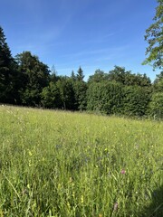 Green meadow with forest and blue sky