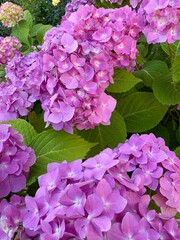 pink hydrangea flowers