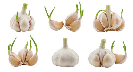 Fototapeta premium Fresh Garlic Bulbs with Sprouts for Culinary and Health Applications, isolated on a transparent background